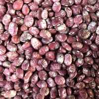 批發(fā)農家自種云南特產(chǎn)新貨斑馬豆 小扁豆 腎豆 展會專供 五谷雜糧